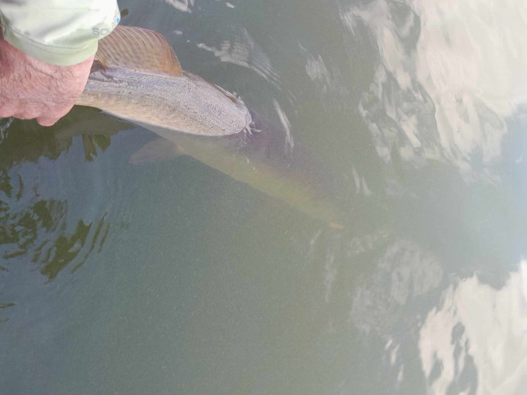 Solo Guided Muskie Fishing Trip on Holcombe Flowage with Bryan Wiitala